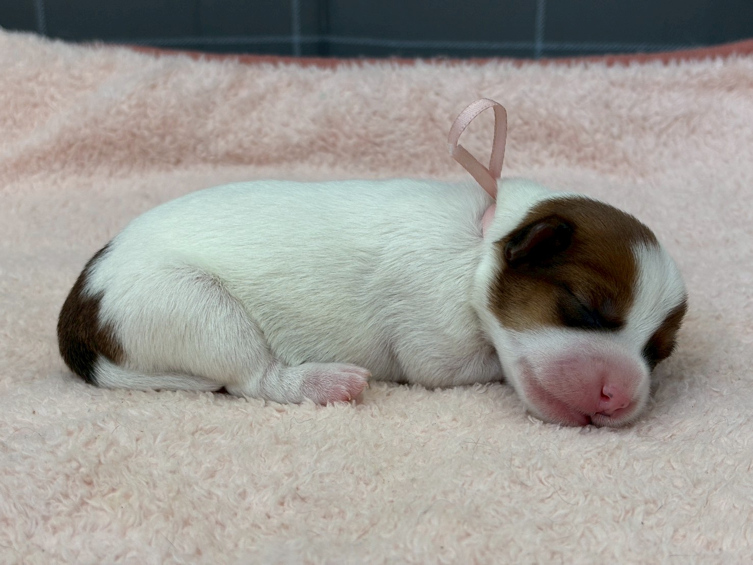 赤ちゃん写真1-2