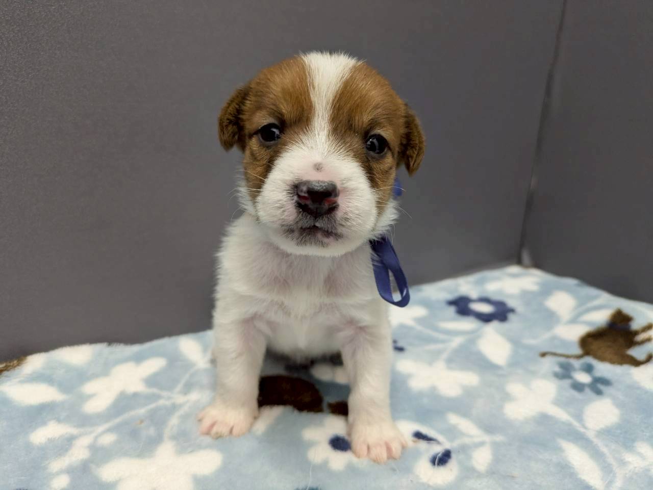 ジャックラッセルテリア