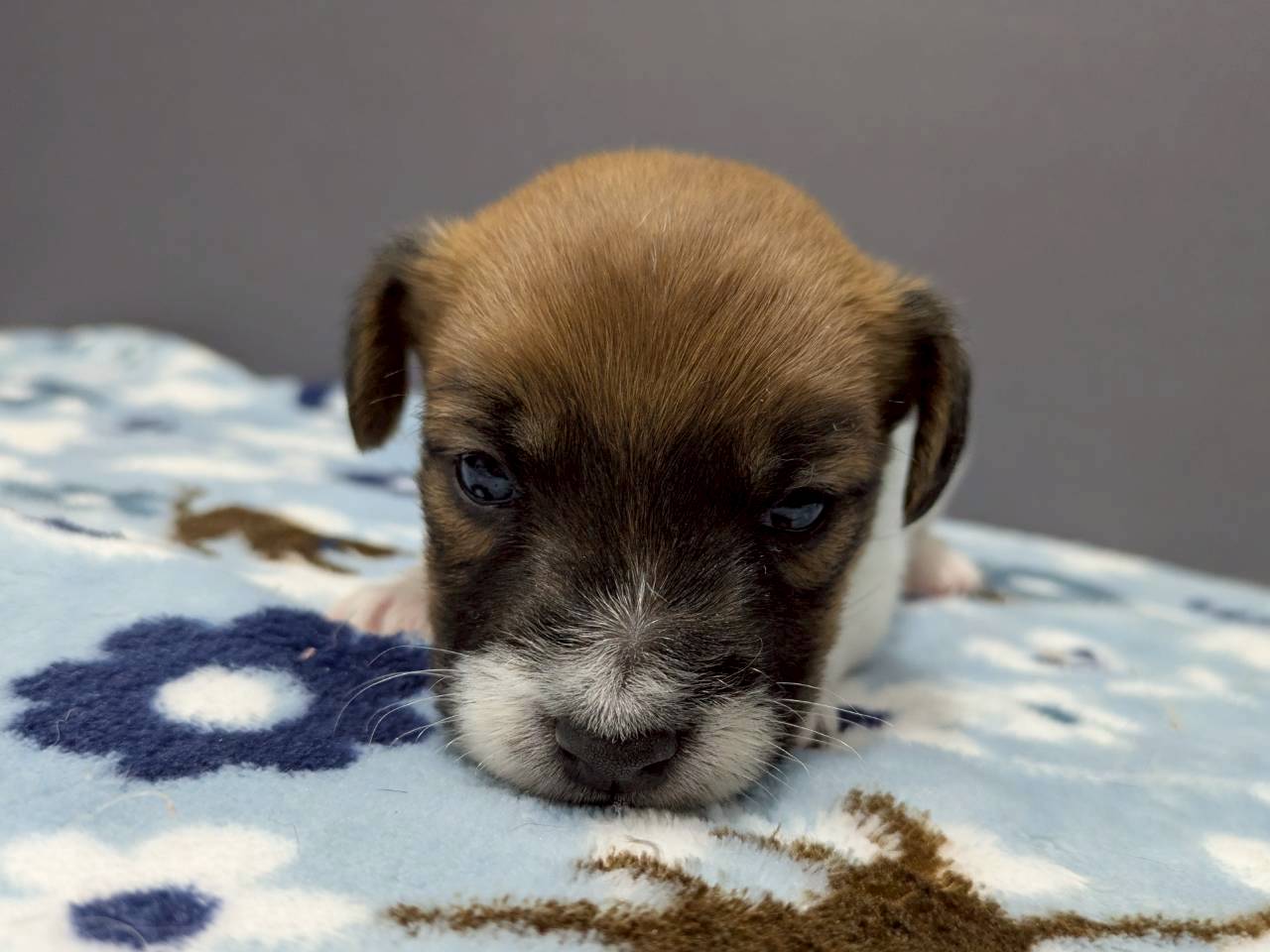 ジャックラッセルテリア