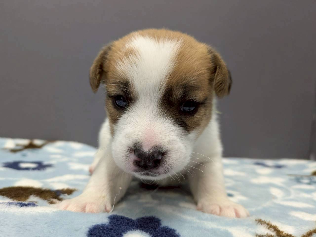 ジャックラッセルテリア