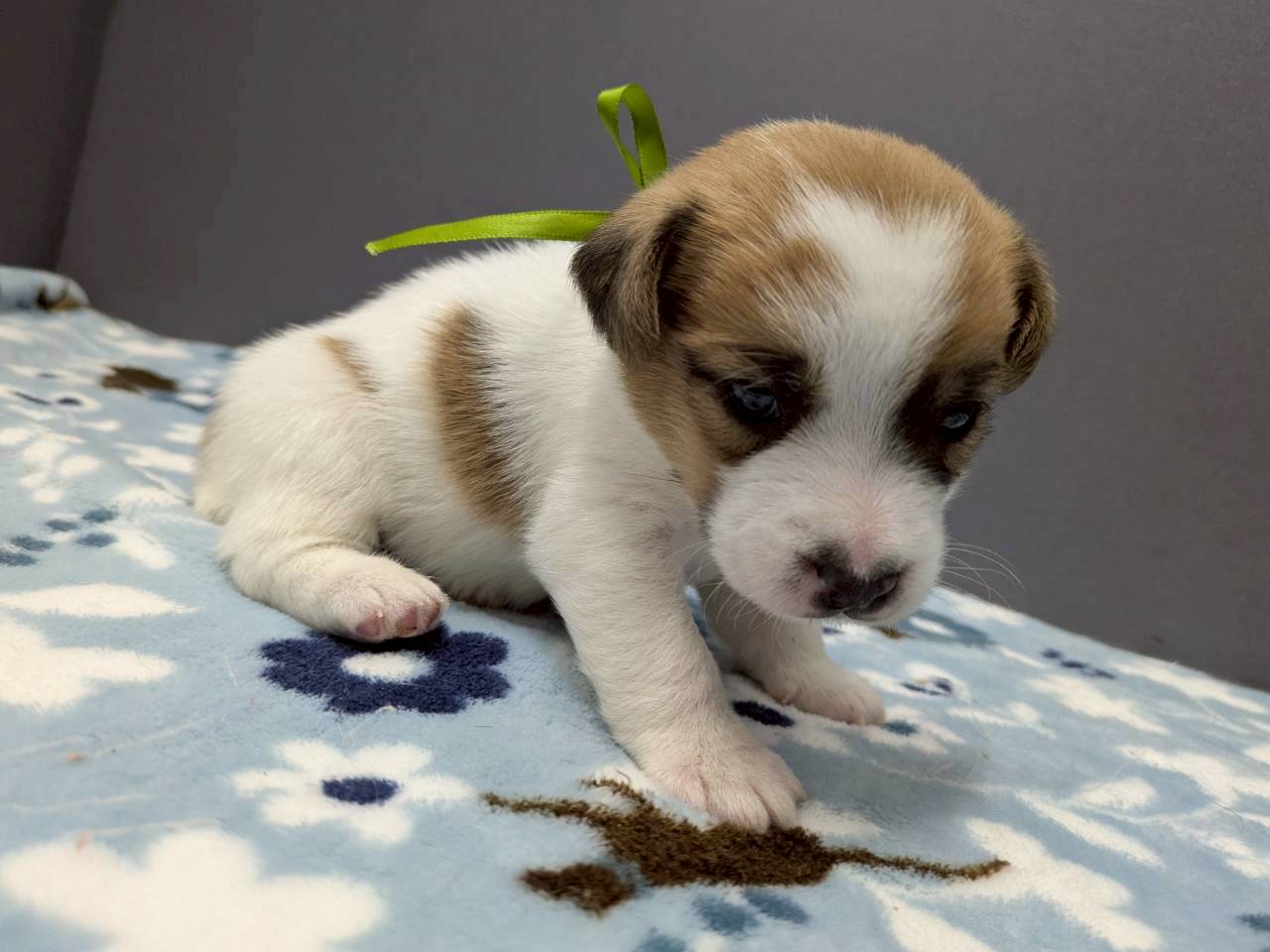 ジャックラッセルテリアの子犬（オス♂） 長津田店｜ペットショップ