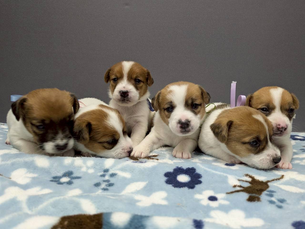 ジャックラッセルテリアの子犬（オス♂） 長津田店｜ペットショップ