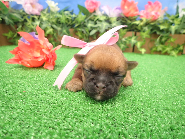 赤ちゃん写真1-1