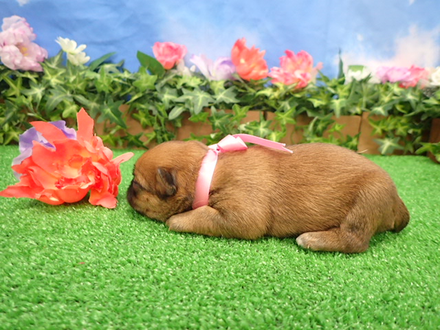 赤ちゃん写真1-2