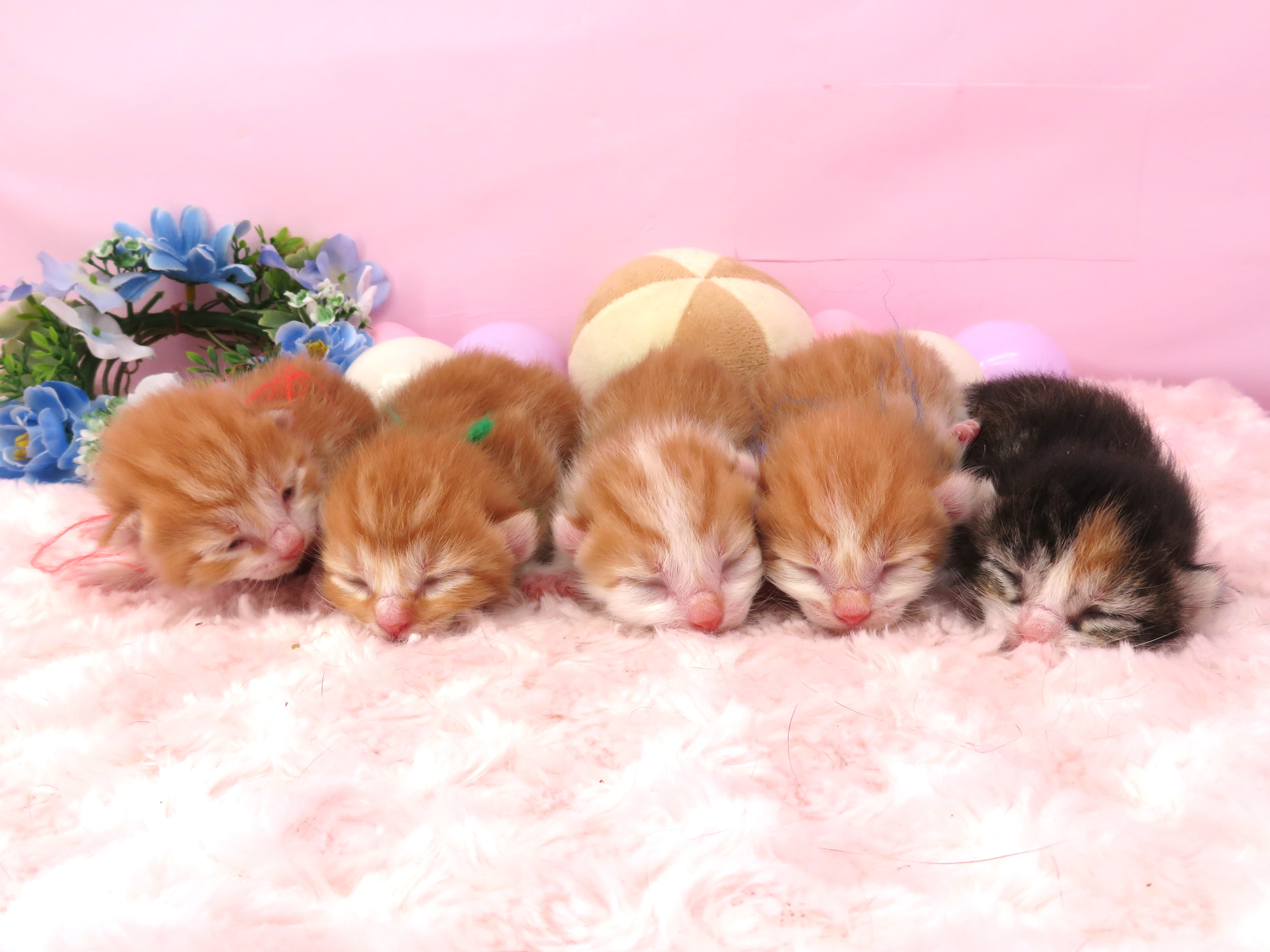 赤ちゃん写真1-3