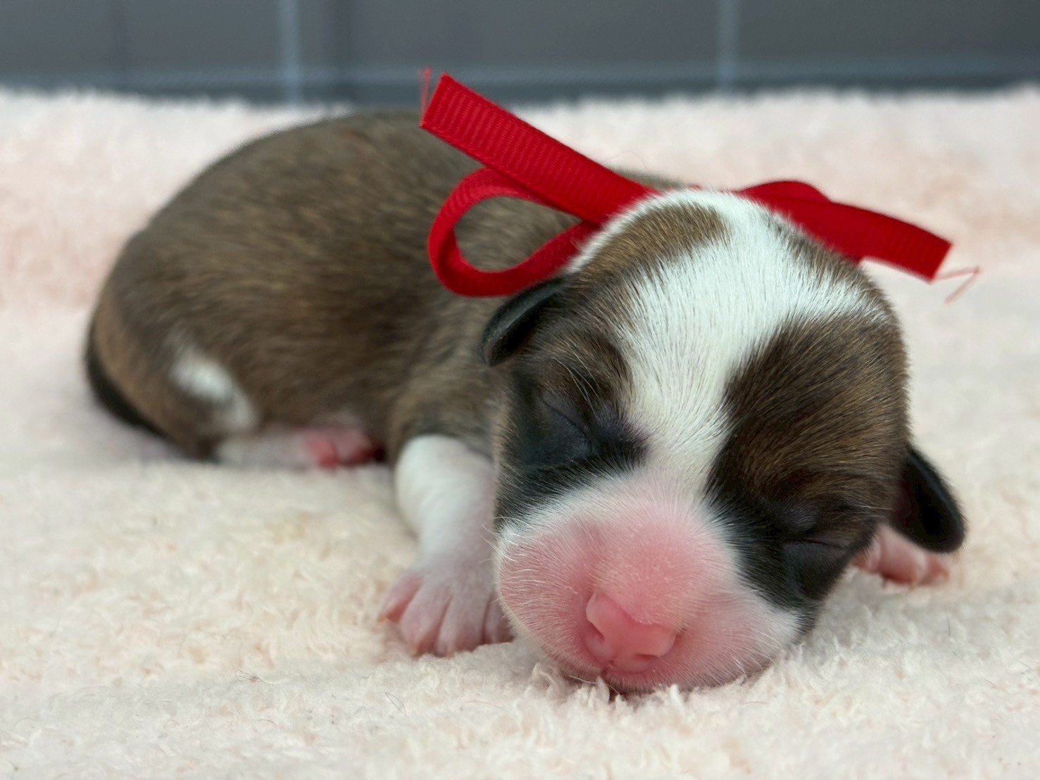 ウェルシュ・コーギー・ペンブローク