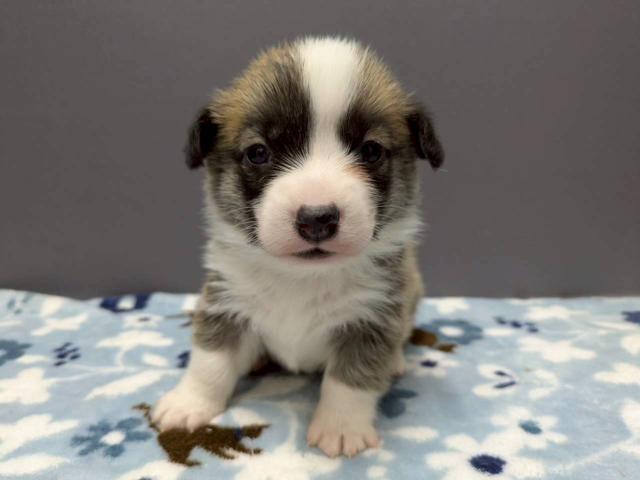 ウェルシュ・コーギー・ペンブローク