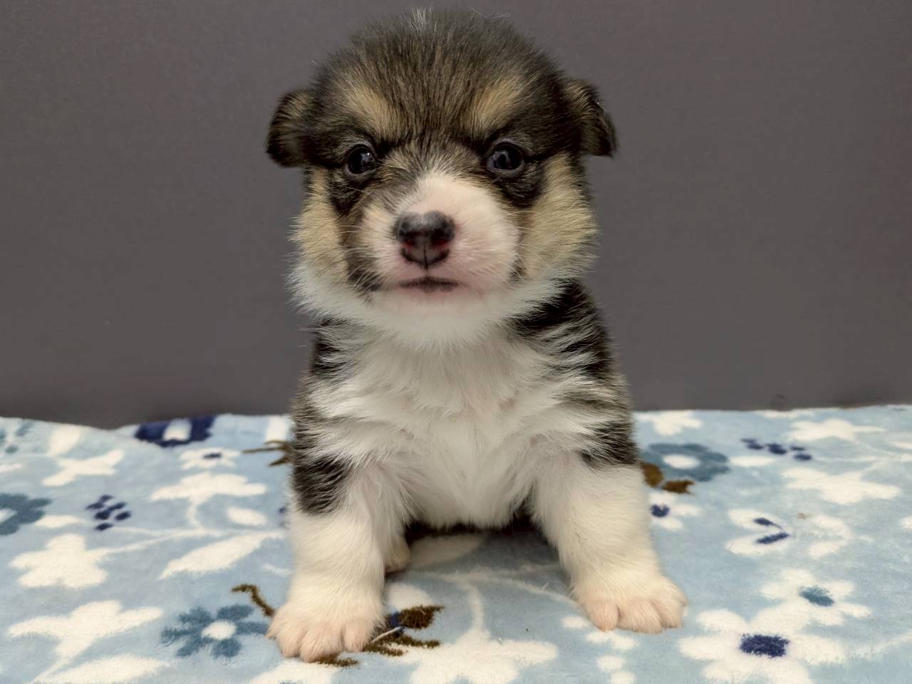 ウェルシュ・コーギー・ペンブローク