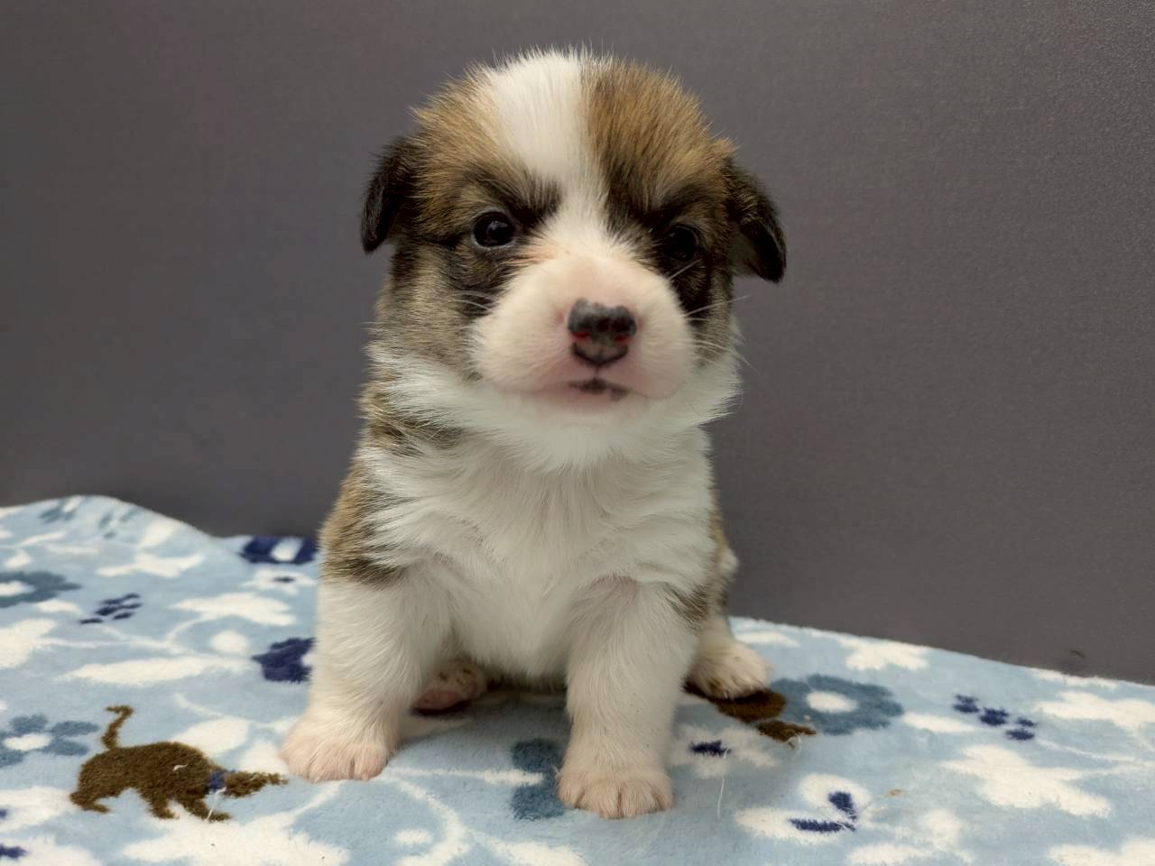 ウェルシュ・コーギー・ペンブローク