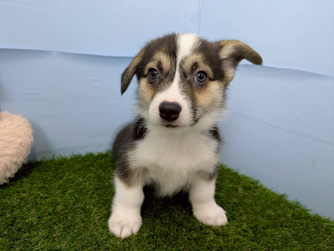 ウェルシュ・コーギー・ペンブローク