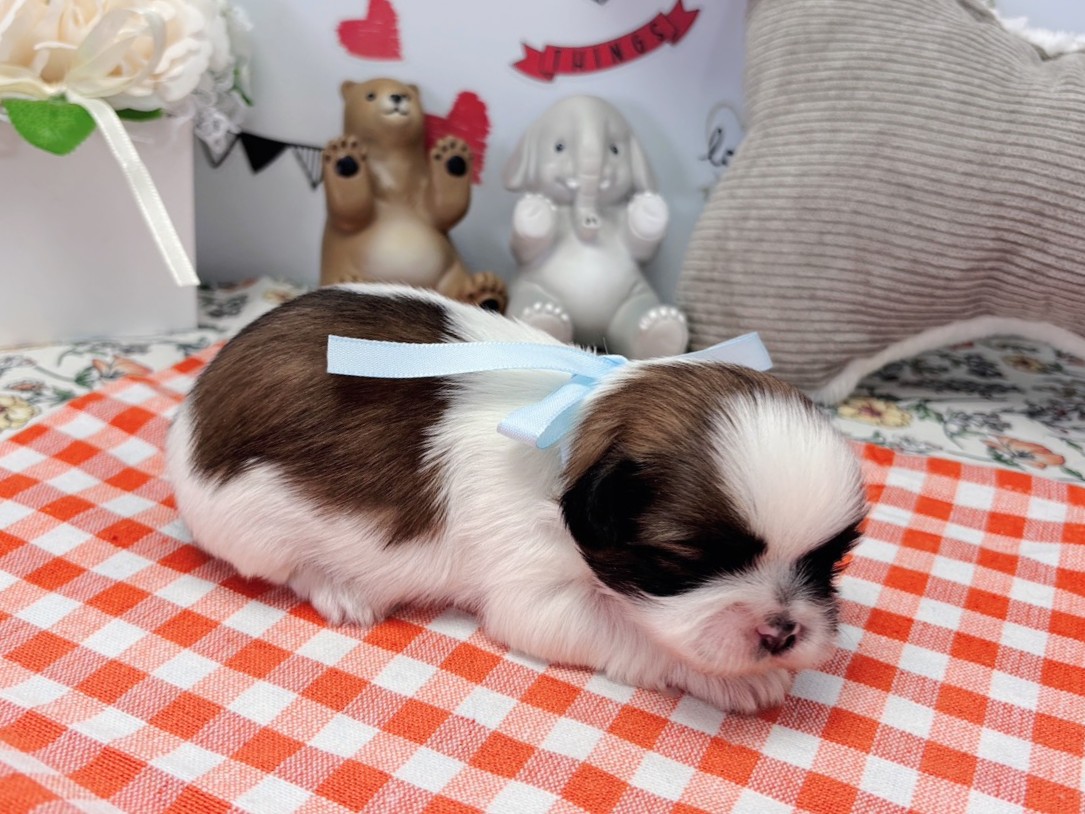 赤ちゃん写真1-2