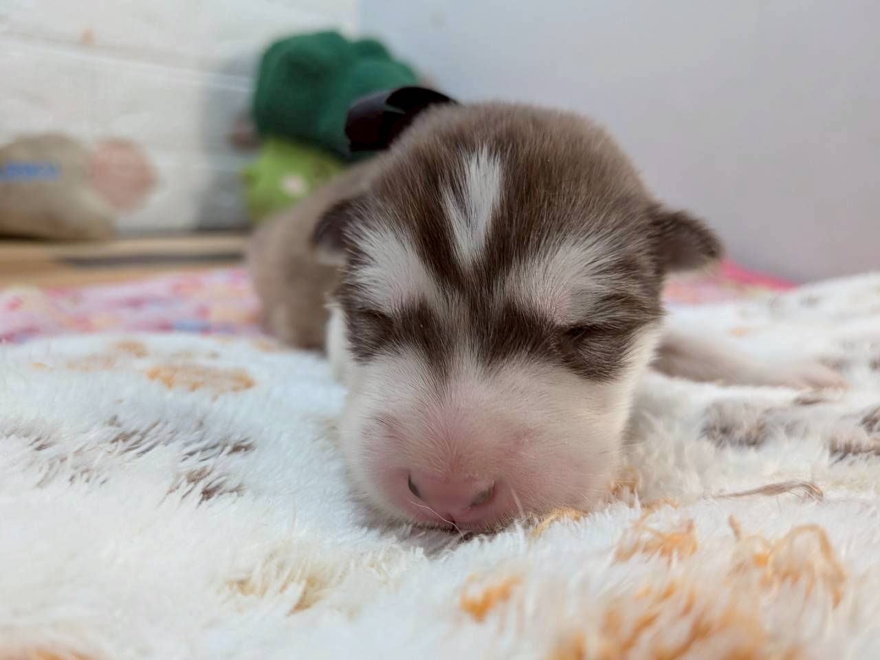 赤ちゃん写真1-1