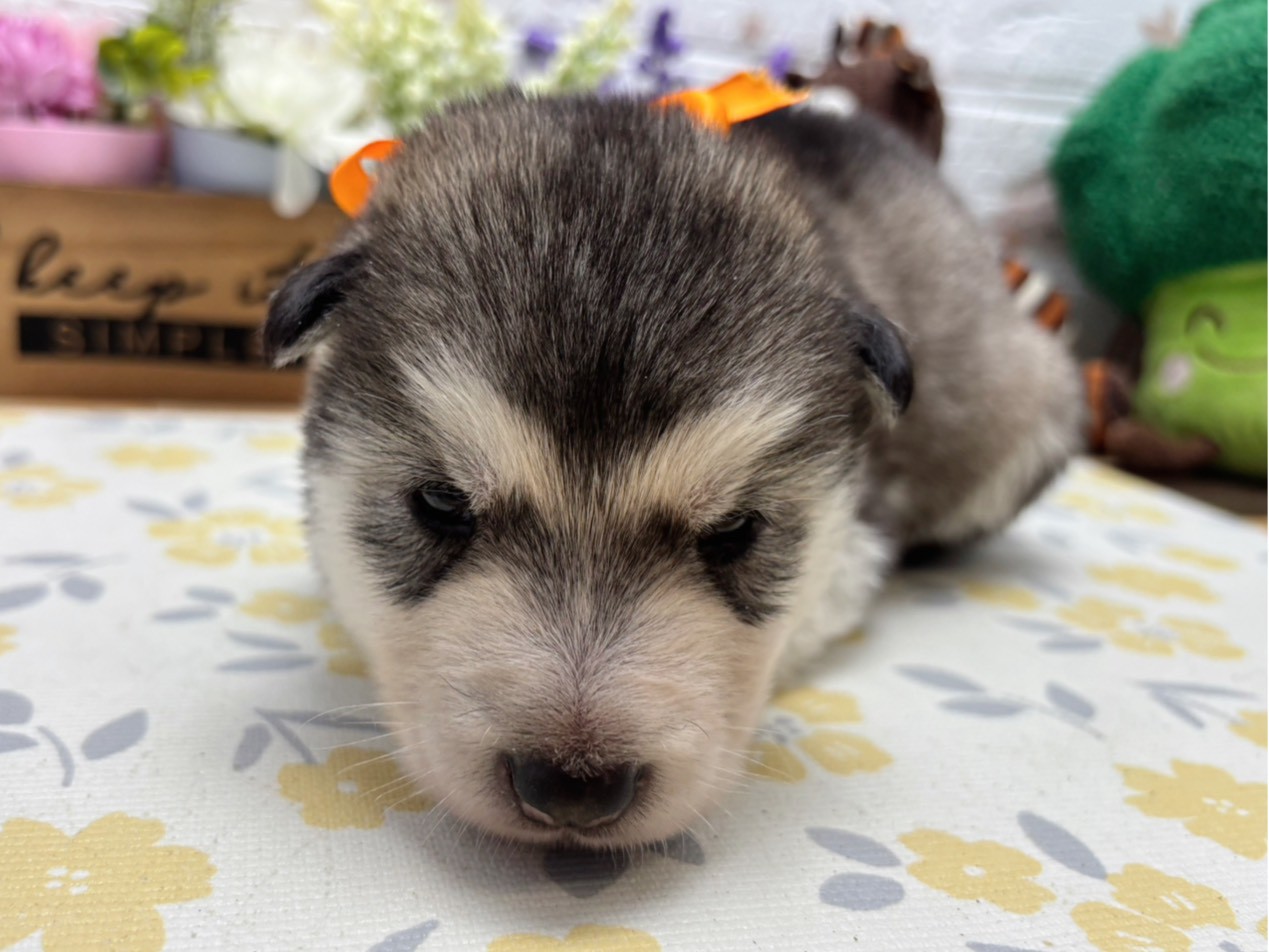 赤ちゃん写真2-1