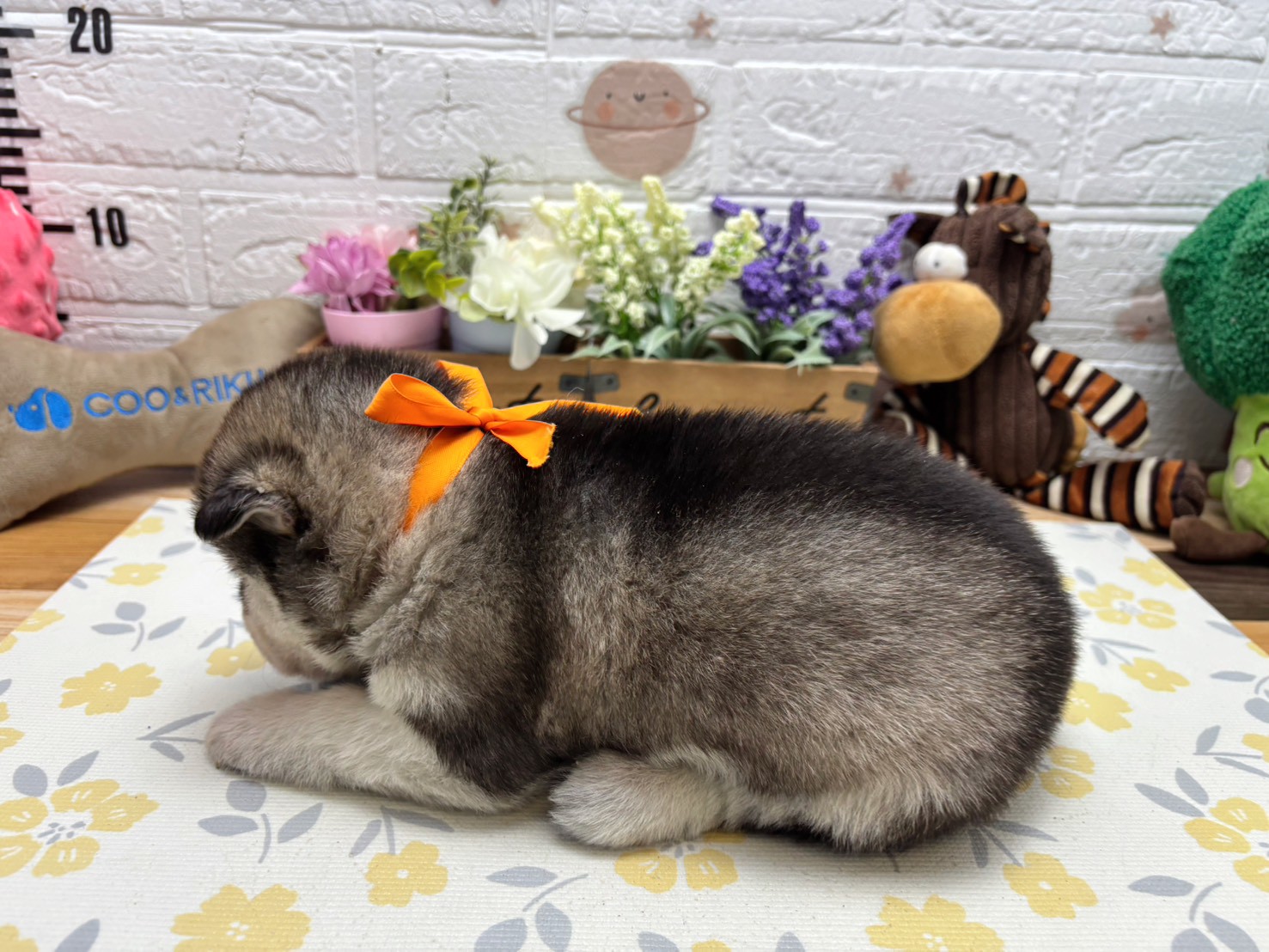 赤ちゃん写真2-2