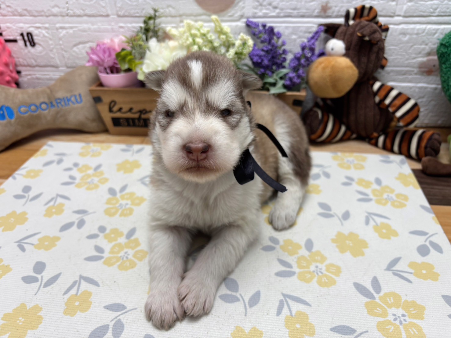 赤ちゃん写真2-1