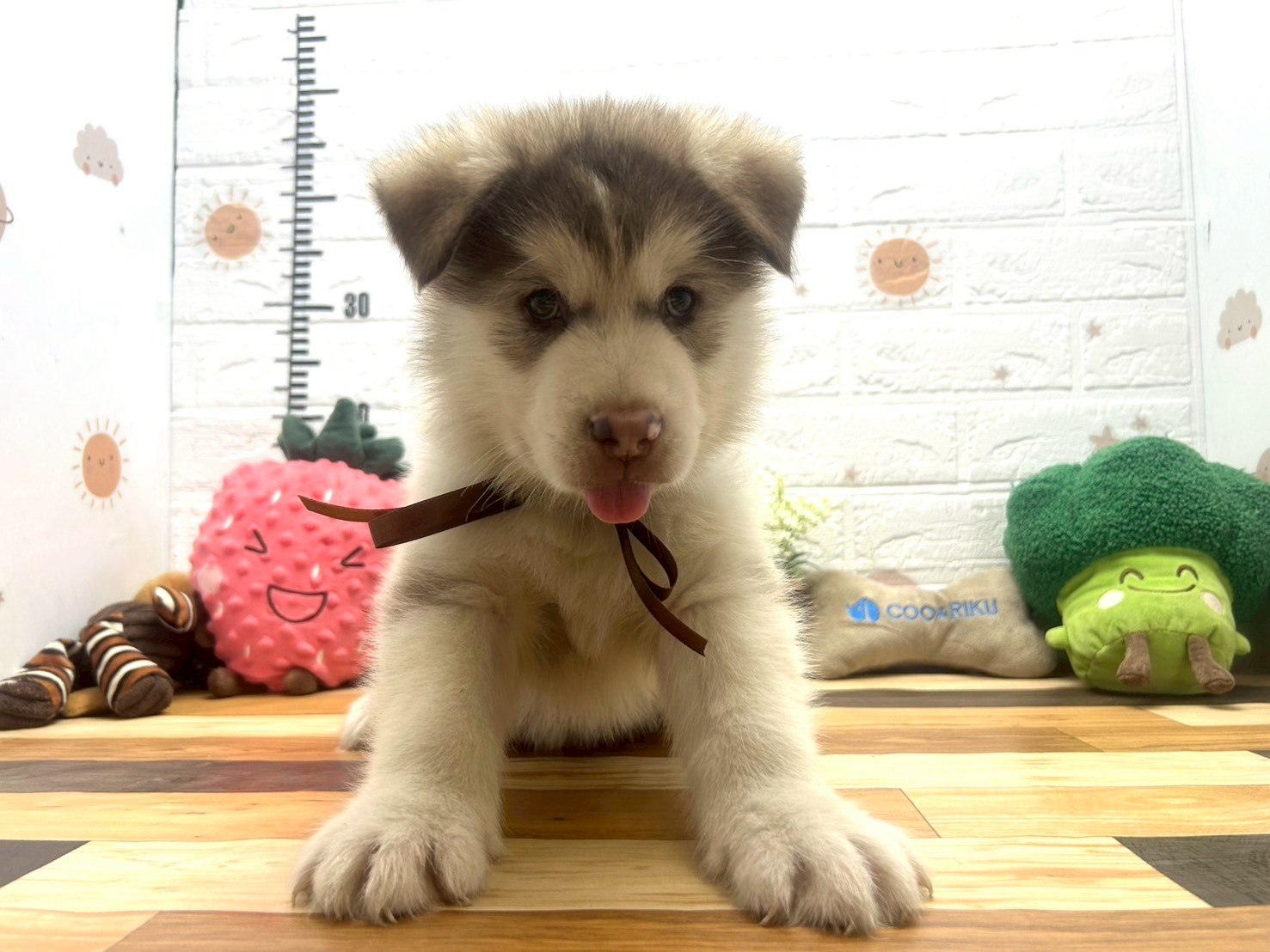 アラスカンマラミュート