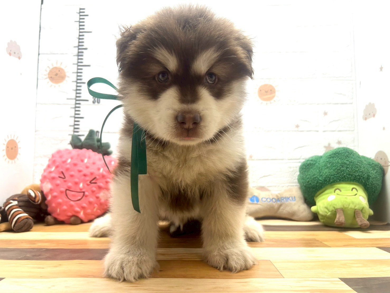 アラスカンマラミュート