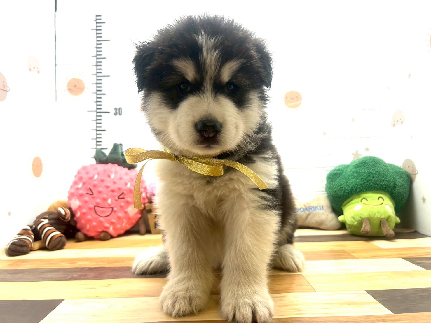 アラスカンマラミュート