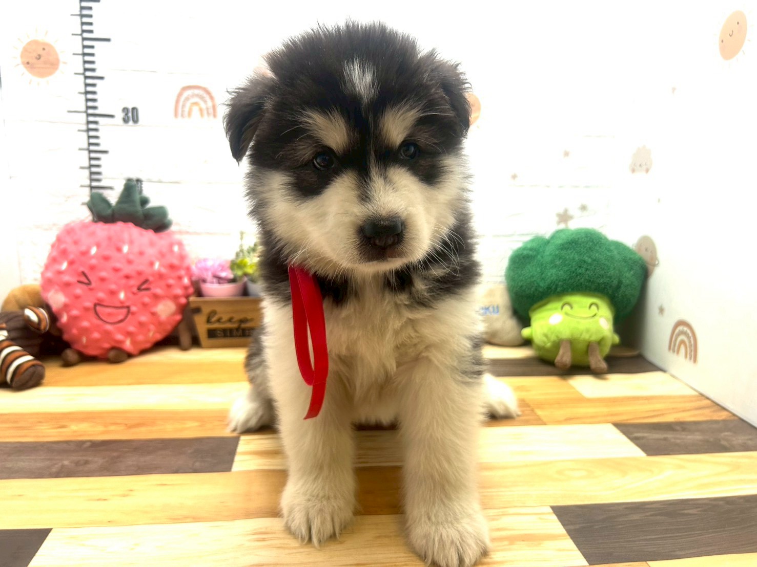 アラスカンマラミュート