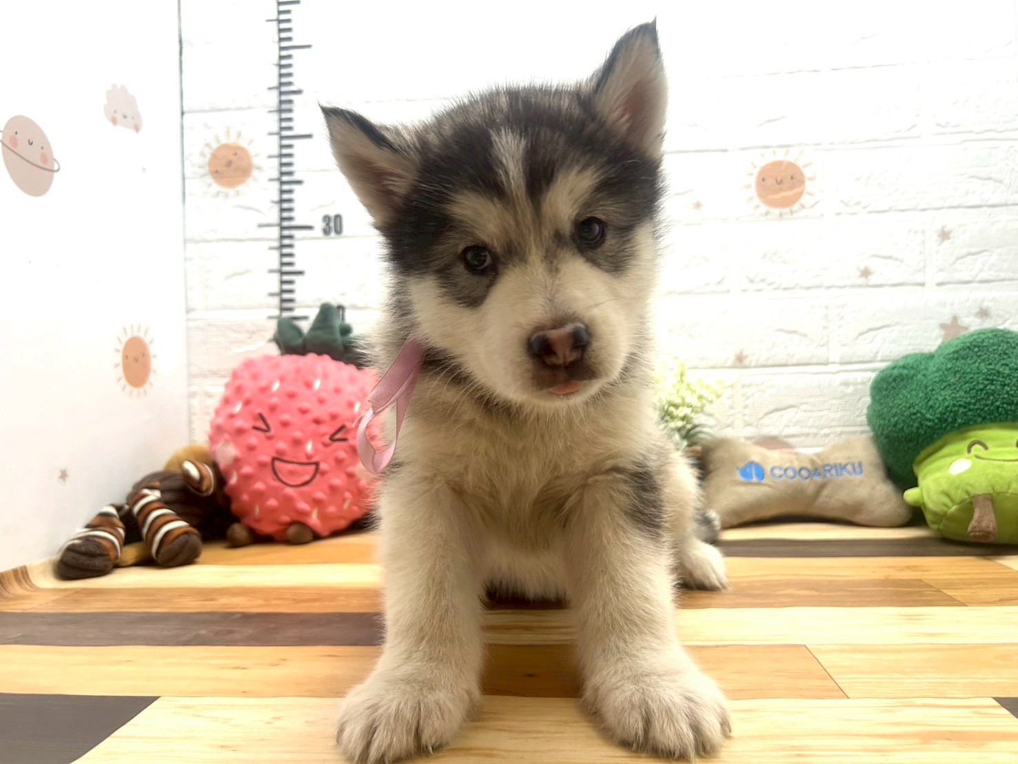 アラスカンマラミュート