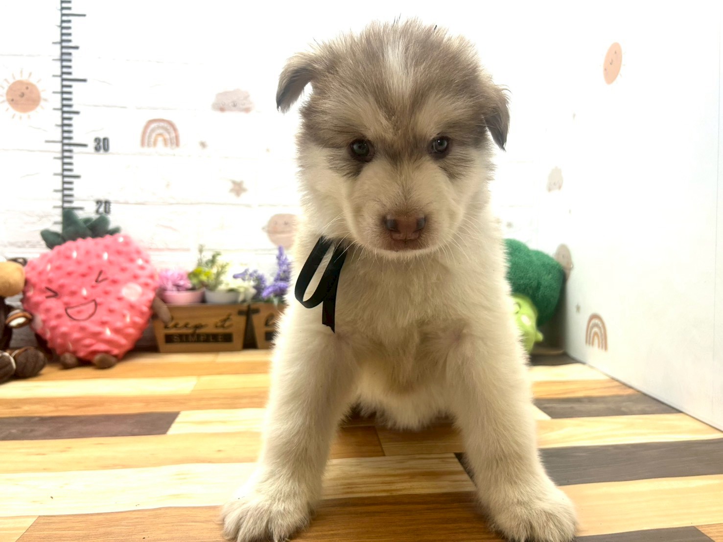 アラスカンマラミュート