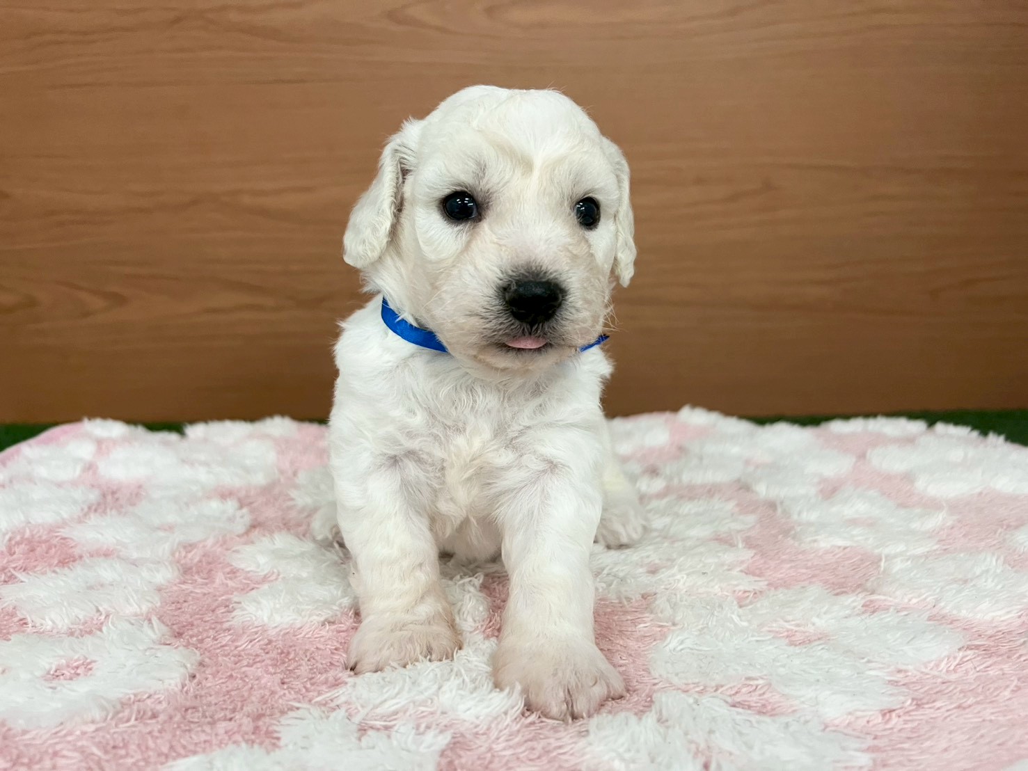 赤ちゃん写真2-1