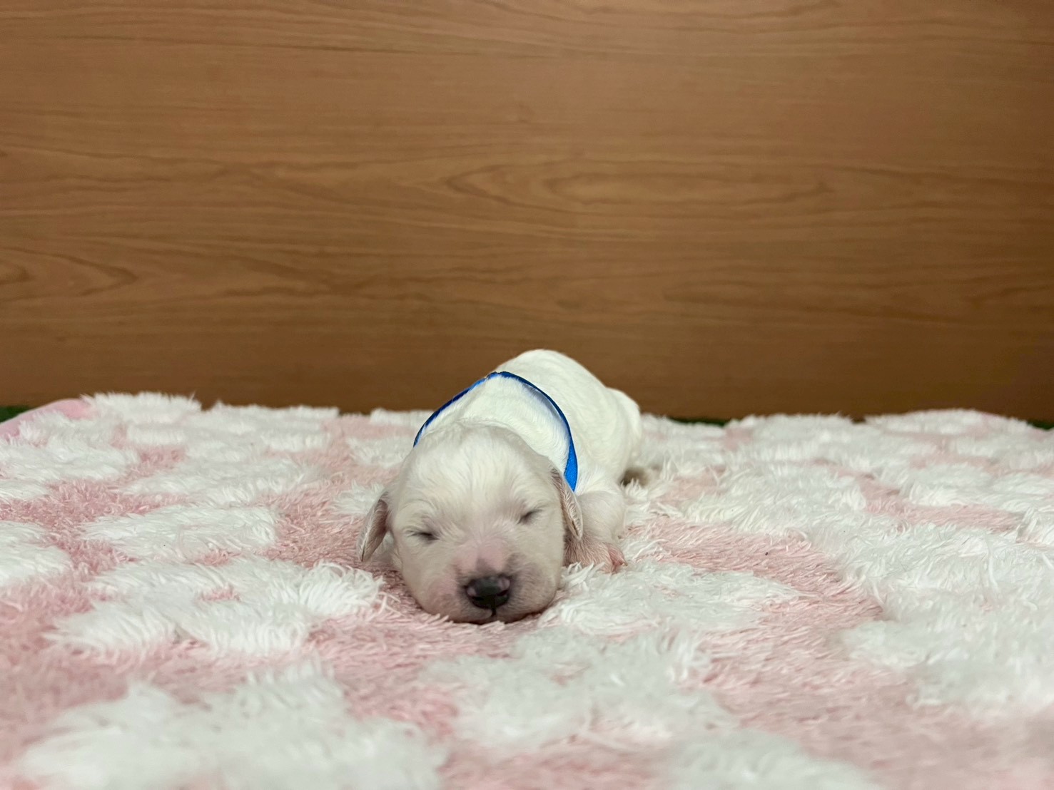 赤ちゃん写真1-1