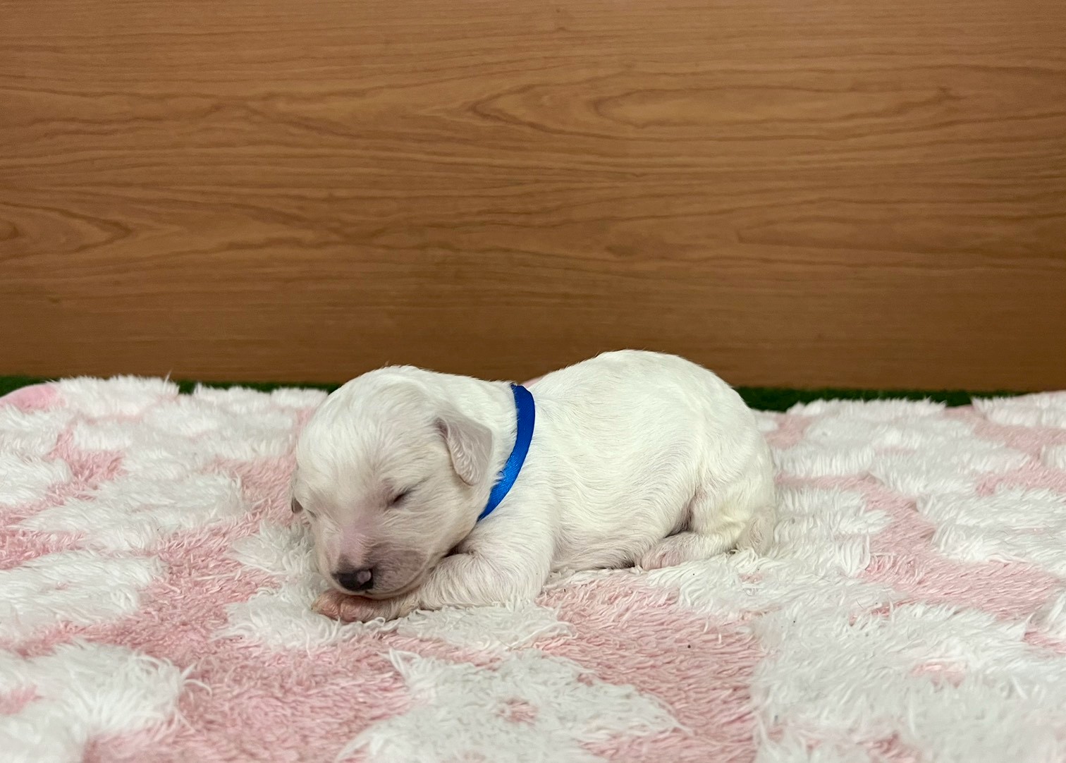 赤ちゃん写真1-2