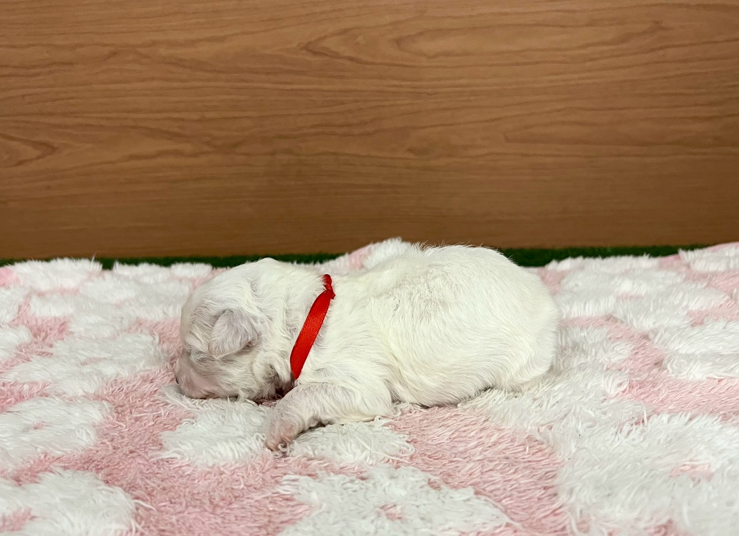 赤ちゃん写真1-2