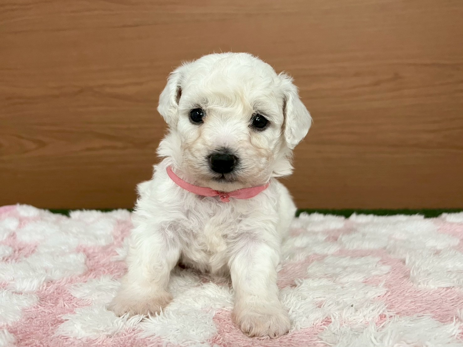 ビション・フリーゼ