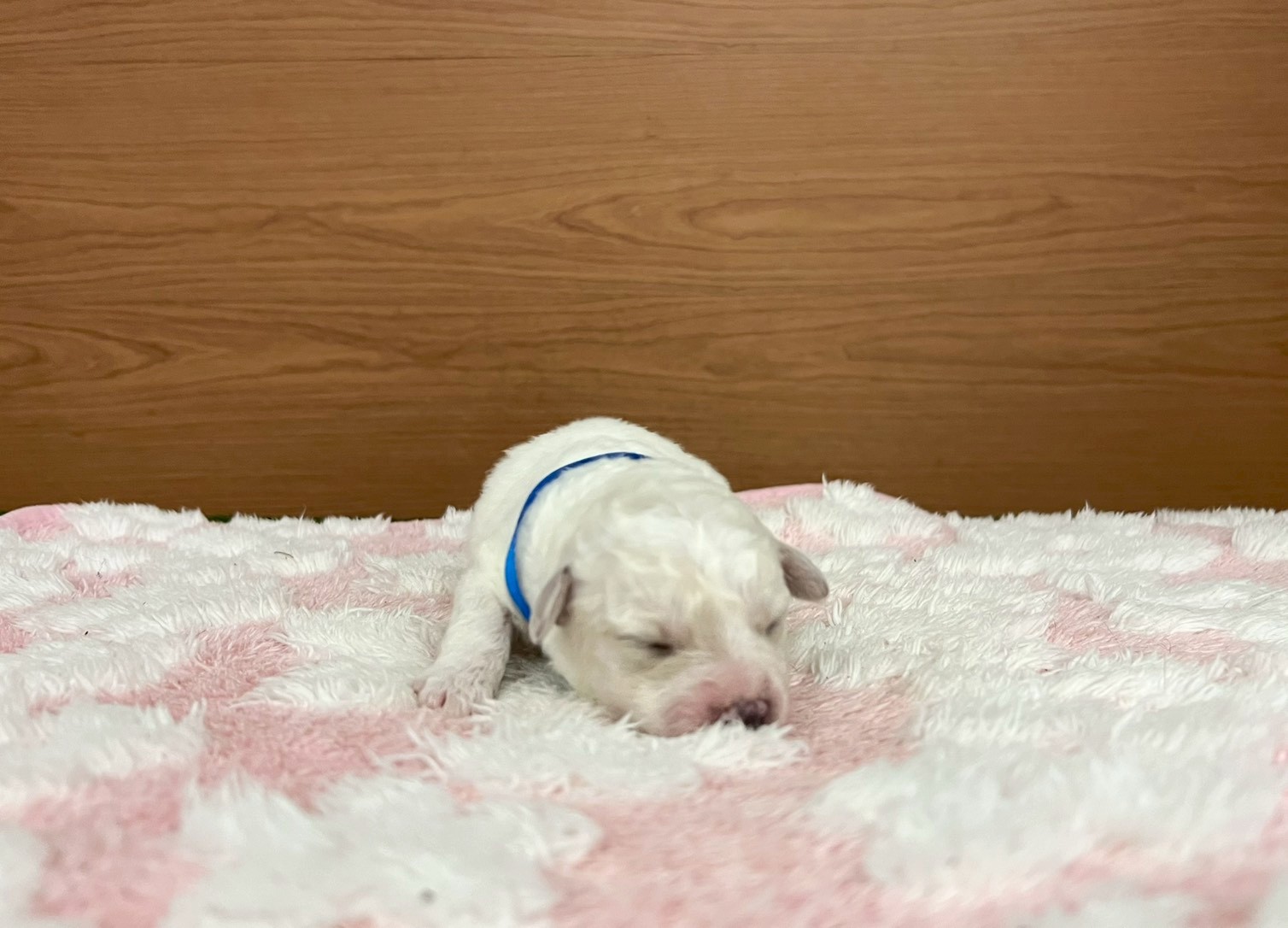 赤ちゃん写真1-1