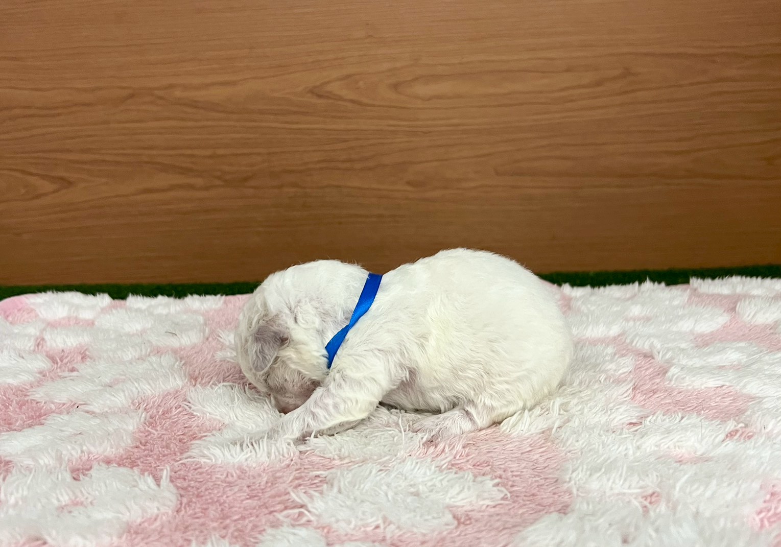 赤ちゃん写真1-2