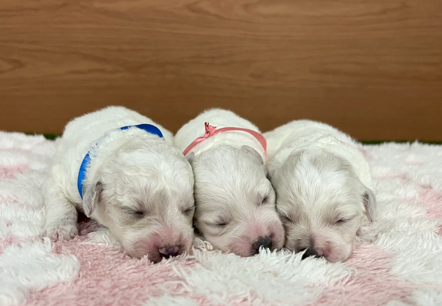 赤ちゃん写真1-3