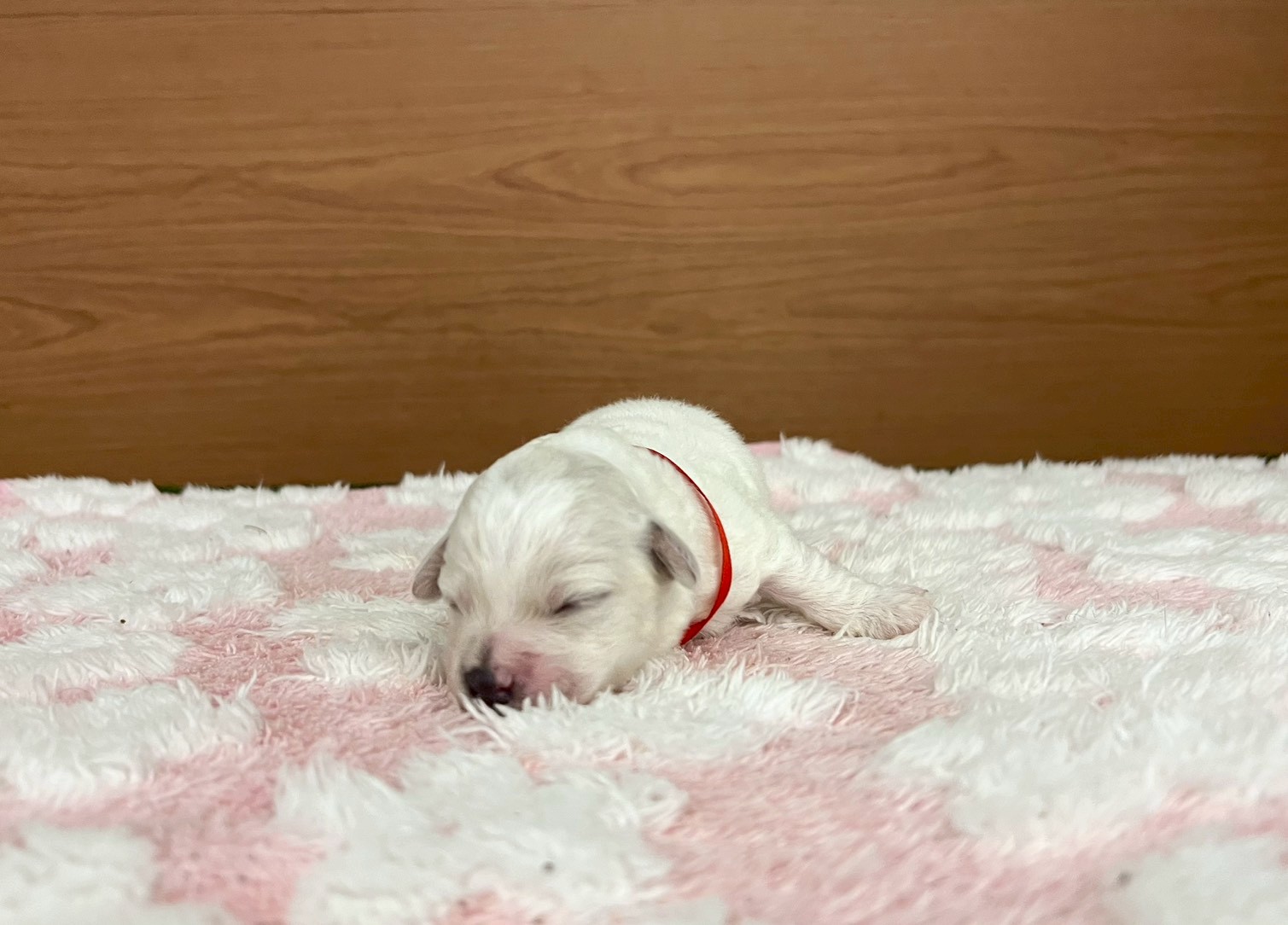 赤ちゃん写真1-1