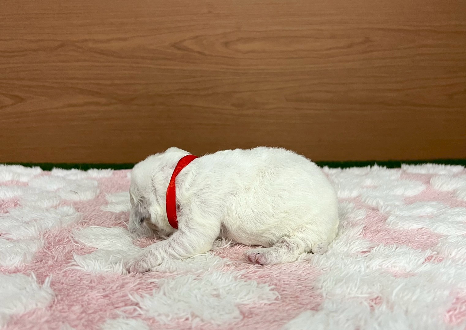 赤ちゃん写真1-2