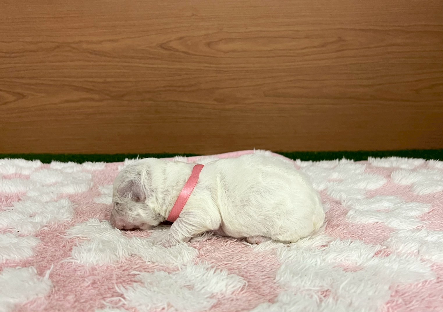 赤ちゃん写真1-2