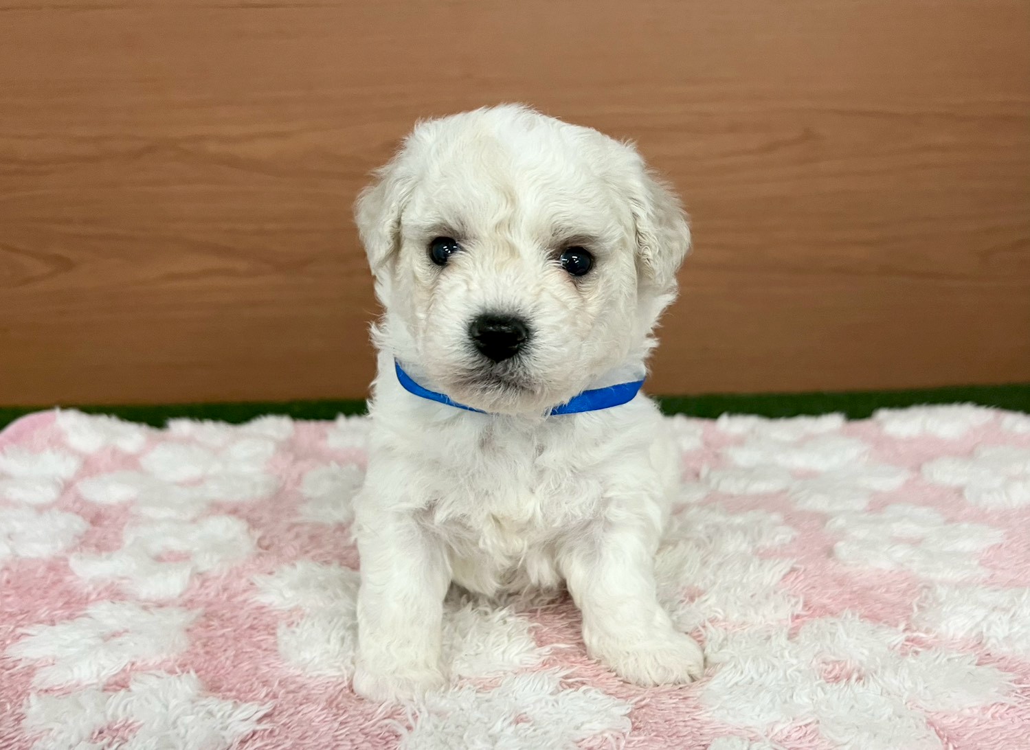 ビション・フリーゼ