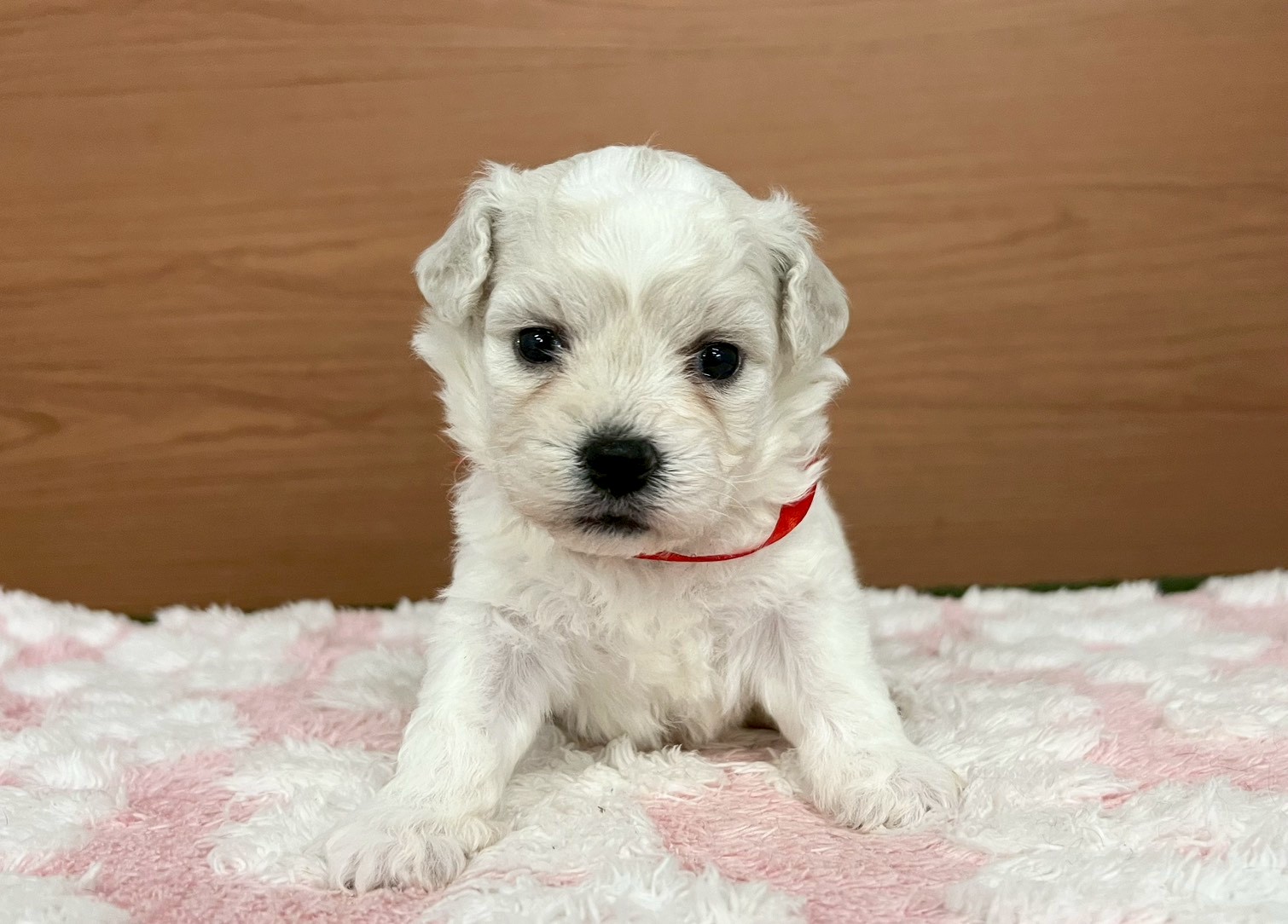 ビション・フリーゼ