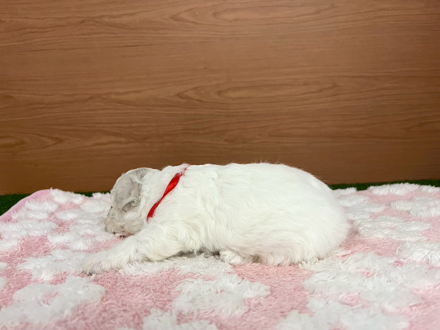 赤ちゃん写真2-2