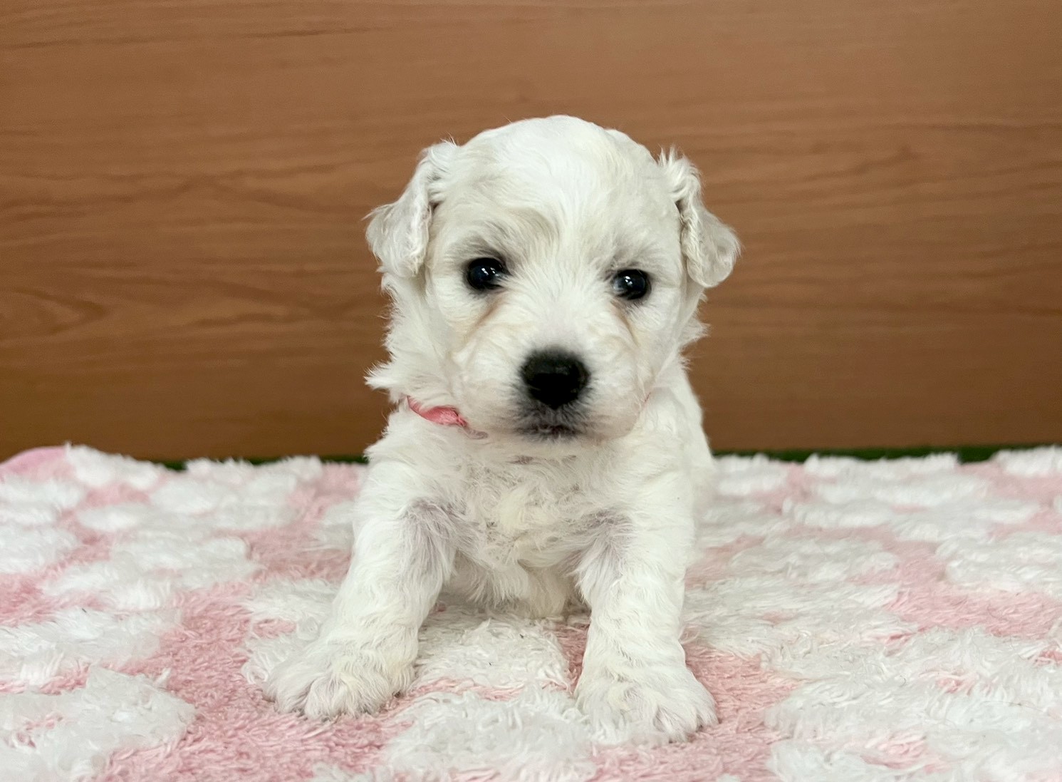 ビション・フリーゼ