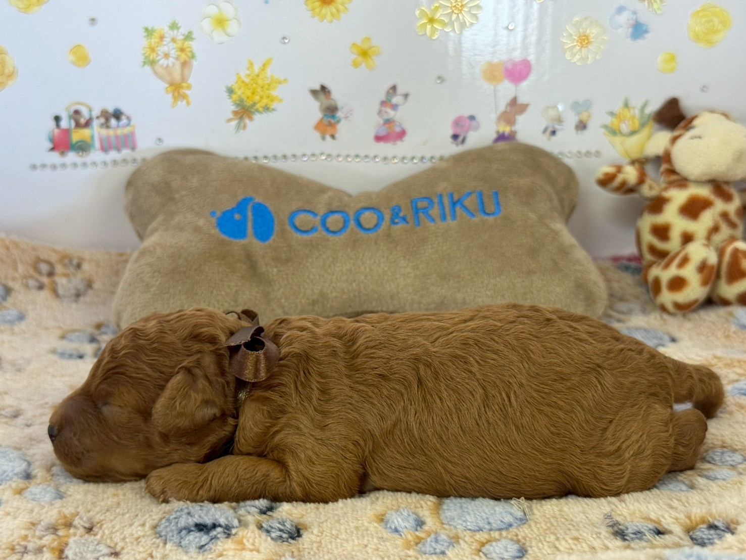 赤ちゃん写真1-2