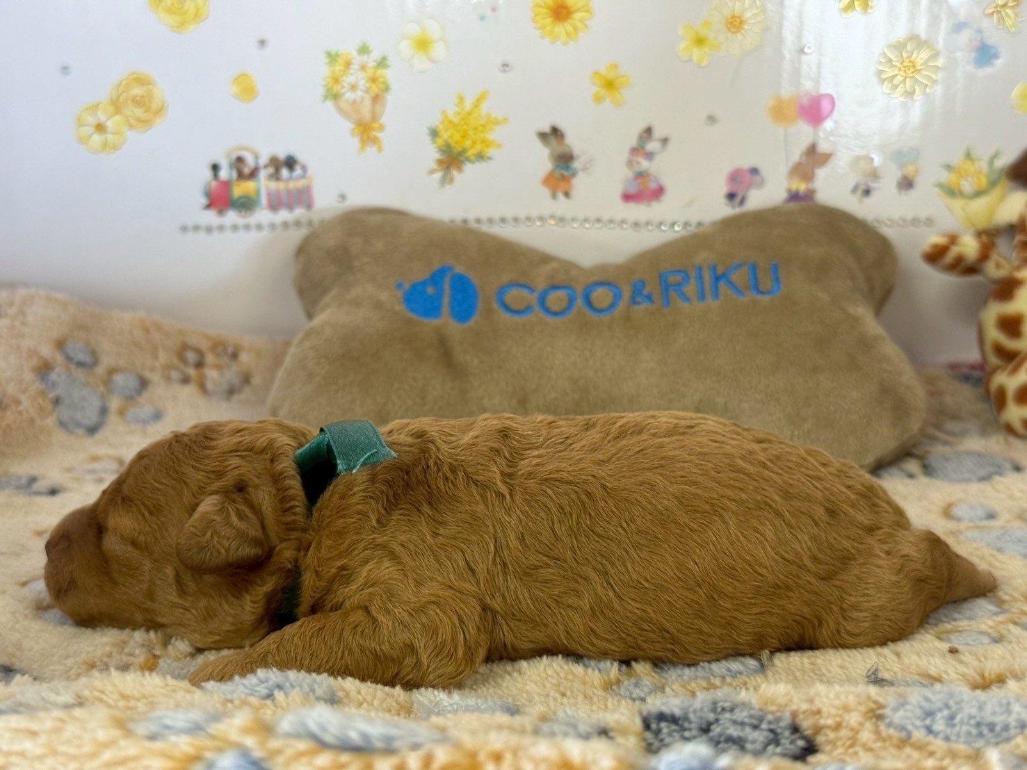 赤ちゃん写真1-2