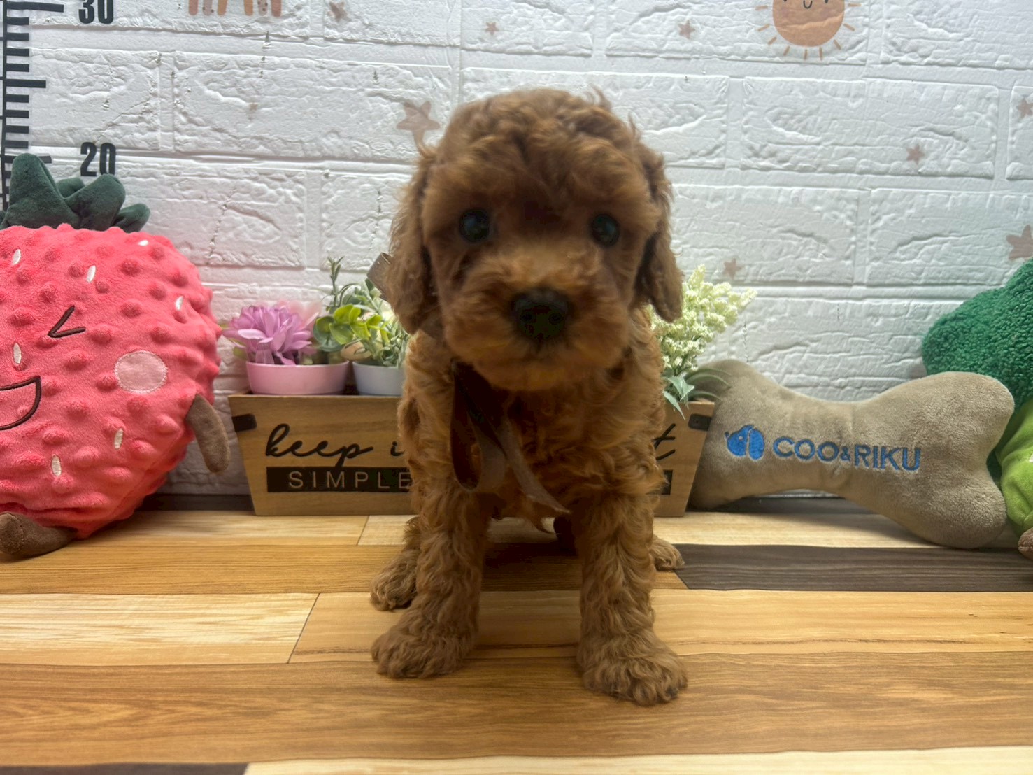 トイ・プードル