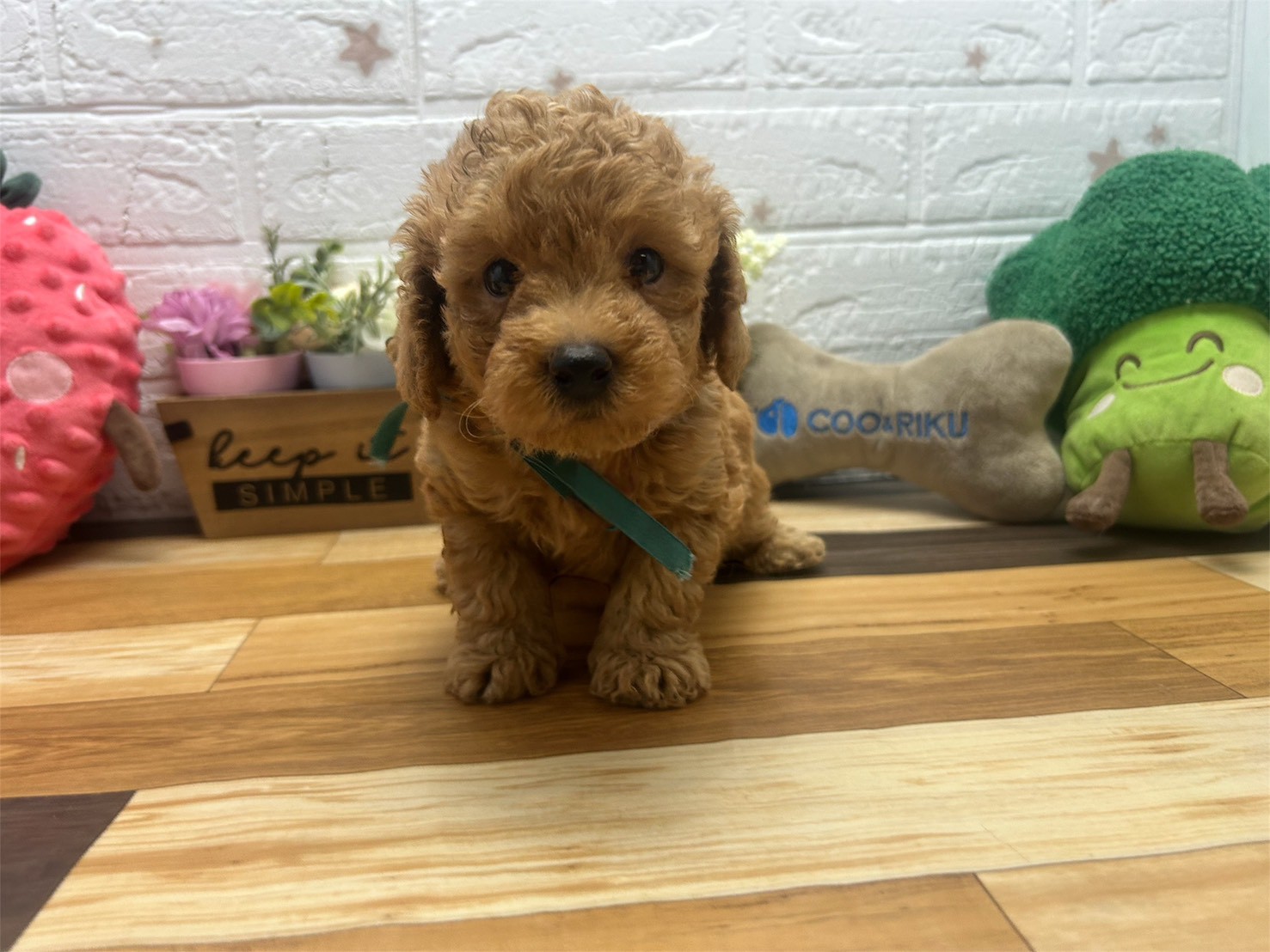 トイ・プードル