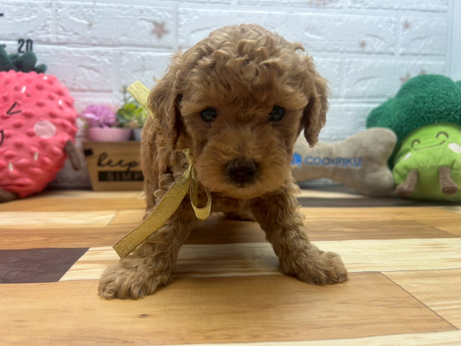 トイ・プードル