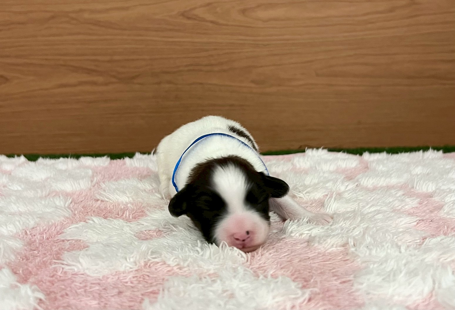 赤ちゃん写真1-1