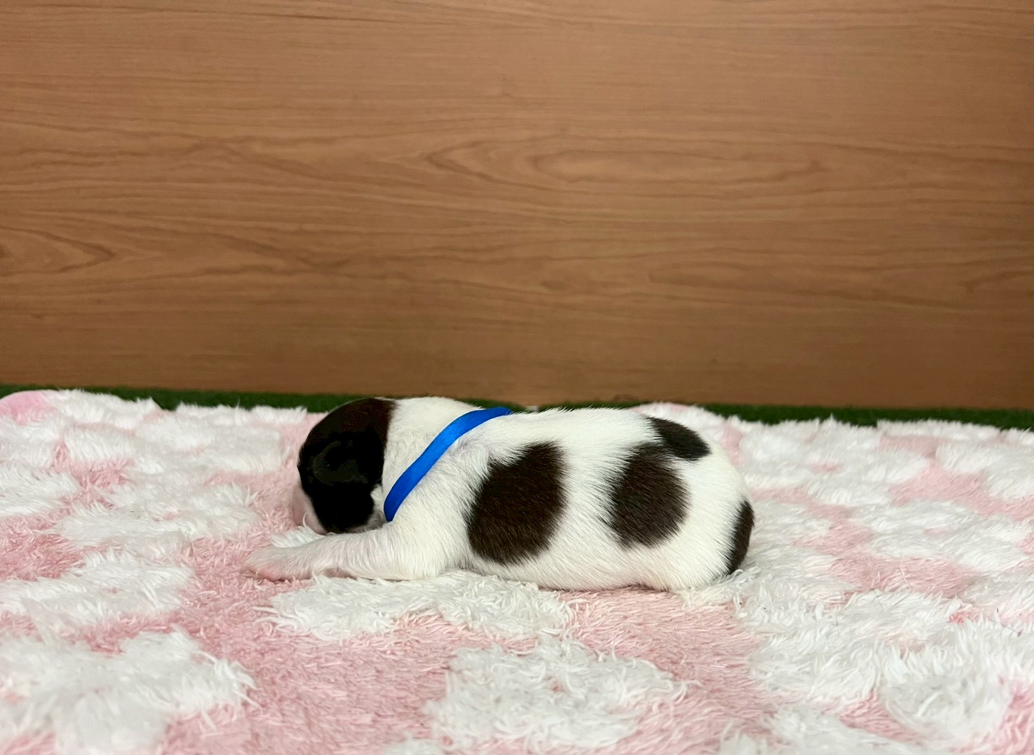 赤ちゃん写真1-2