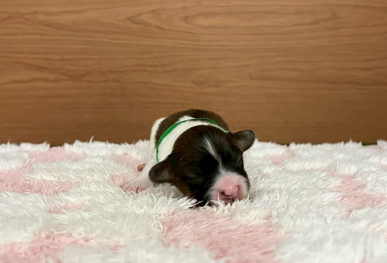 赤ちゃん写真1-1