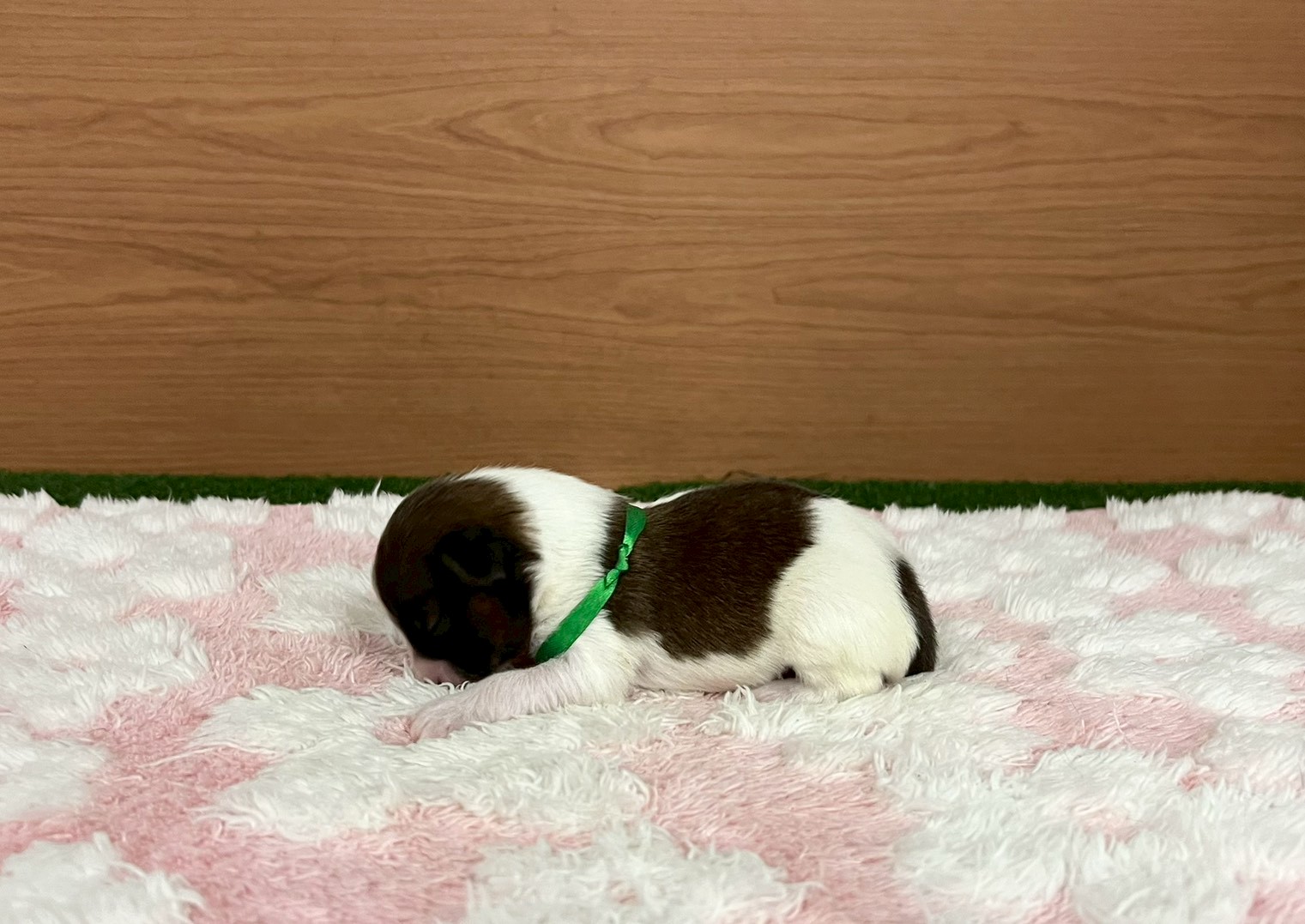 赤ちゃん写真1-2