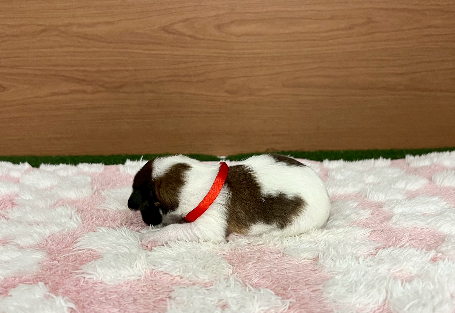 赤ちゃん写真1-2